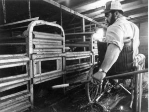 A guy in a wheelchair is working in a farrowing house.