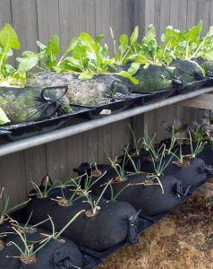 Sack Gardens
